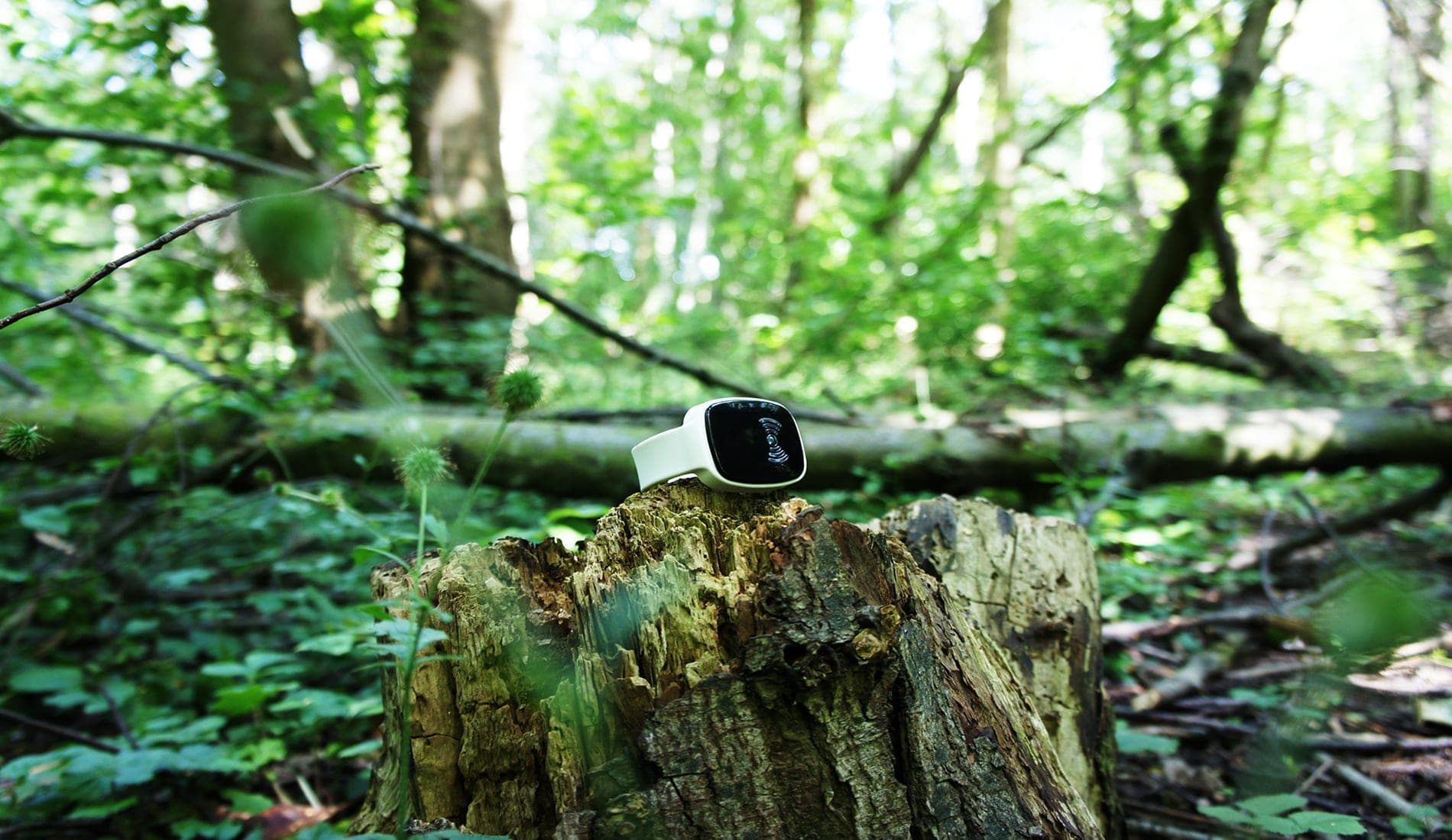 TM-Alert resting on a moss-covered tree stump in a forest